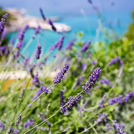 Blue Bay Lejlighed