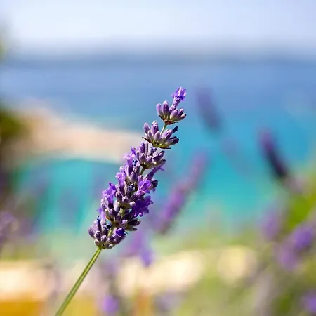Lejlighed Blue Bay *